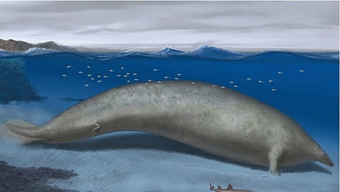 Heaviest Animal | हा प्राणी ठरु शकतो सर्वात वजनदार; तब्बल ३० हत्तींएवढे वजन!