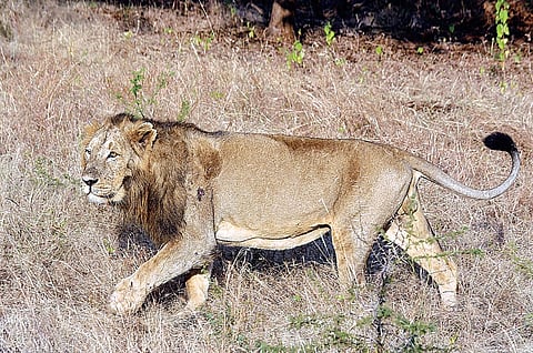 जंगलाचा राजा नामशेष होण्याच्या मार्गावर