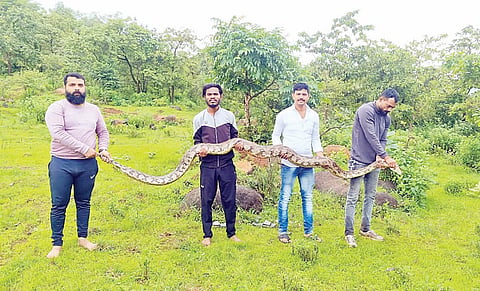 अबब…महाकाय अजगर; शेळीचा पाडला फडशा