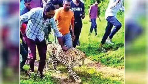 अन् तो बिबट्या पुन्हा गुरगुरू लागला!