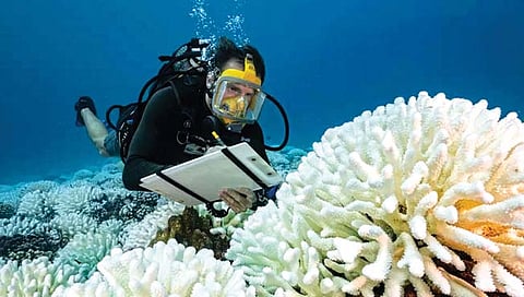 ocean temperature