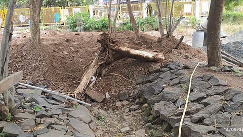 Nashik News : अवैध वृक्षतोड प्रकरणी ३ लाखांचा दंड; शिक्षण संस्था, बांधकाम व्यावसायिकावर कारवाई