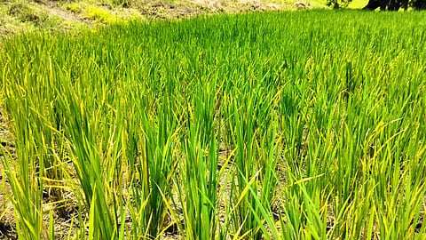 तलासरी (पालघर)