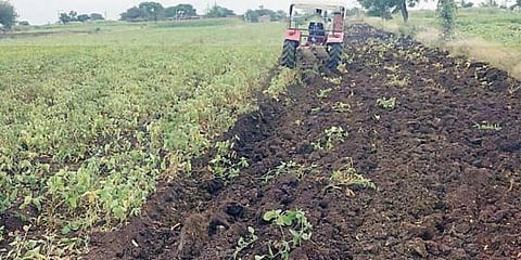 दुर्दैवी ! पावसाअभावी 4 एकर सोयाबीनवर फिरविला नांगर ; कर्जामुळे खचला तरुण शेतकरी
