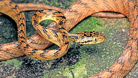 Raigad News : मांजर्या सापाचे अस्तित्व सह्याद्रीमध्ये अबाधित