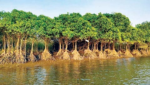 कोकण किनारपट्टीवर होणार कांदळवनांचे संवर्धन