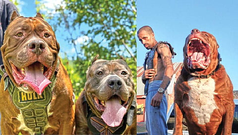 Pit bull