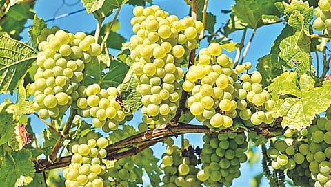 Nashik News : द्राक्षबागांवर डावण्या रोगाचा प्रादुर्भाव