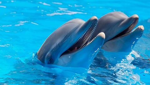 Dolphins in Amazon