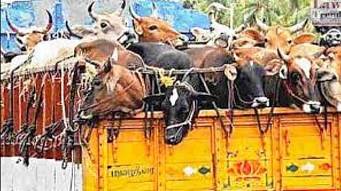Nagar News : कत्तलीसाठी जाणार्या जनावरांची सुटका