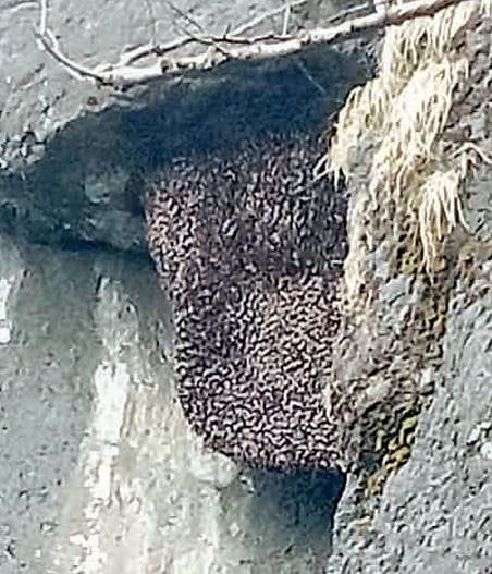 अखेर राजगडावर लागले मधमाश्यांच्या पोळांबाबत खबरदारीचे फलक