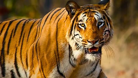 Chandrapur Tiger Attack