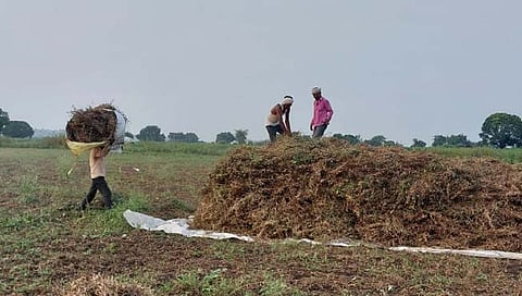परभणी: कौसडी परिसरात सोयाबीन काढणीला सुरुवात; उत्पन्नात घट