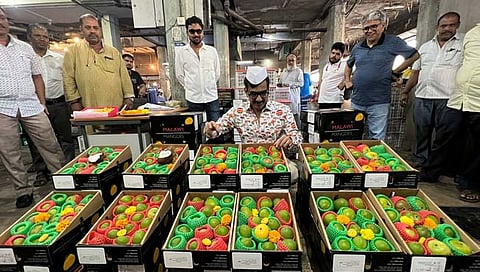 मलावी हापूस आंबा