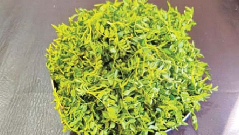 हिवाळ्यात खा हरभर्याची भाजी, जाणून घ्या याचे आरोग्यदायी फायदे