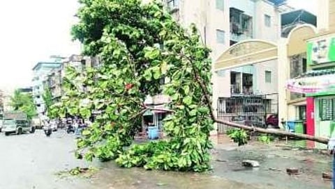 Nashik News : ३२ जणांचे बळी घेतले, ते ५० वृक्ष हटविण्याची तयारी