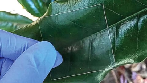 आता चक्क लाकडापासून बनणार स्मार्टफोनची स्क्रिन