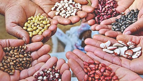 Seed therapy