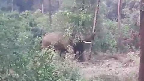 टस्करकडून फळबागांचे नुकसान