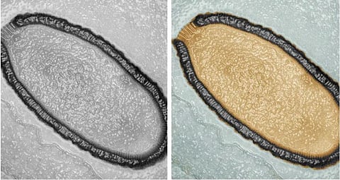 Zombie Viruses