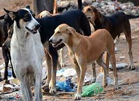 जागतिक ब्रेल लिपी दिन विशेष : दृष्टिहिनांच्या मार्गात भटक्या कुत्र्यांचा अडथळा