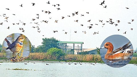 Nashik | नांदूरमध्यमेश्वर पाणथळ क्षेत्राचे आरोग्य धोक्यात