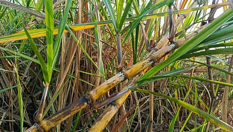 Kolhapur News : तोडीअभावी ऊस वाळला; शिरोळ तालुक्यातील शेतकरी हवालदिल