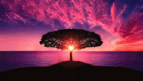 Most expensive trees : सर्वात महागडी झाडे