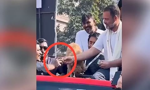 कुत्र्याच्या मालकाकडे बिस्किट दिले, यात भाजपचे काय नुकसान झाले? राहुल गांधींचे प्रत्युत्तर