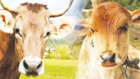 Animal Husbandry