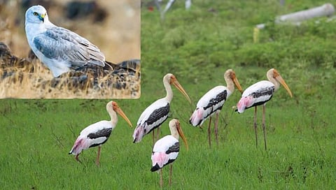 Bird Migration : वातावरणातील बदलामुळे स्थलांतरित पक्षांची संख्या घटली