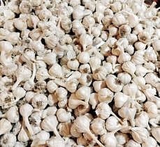 Vegetable Market : पालेभाज्या आवाक्यात; लसूण तेजीत