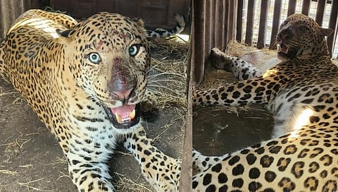 Nashik Leopard News : पाथर्डीसह पिंपळगाव खांब परिसरात दहशत पसरवणारा बिबट्या अखेर पिंजऱ्यात अडकला