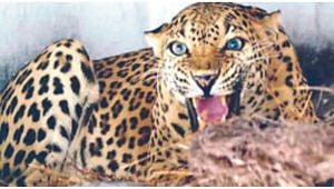 Leopard News | शेतकऱ्यांनी बिबट्याला पकडले जिवंत