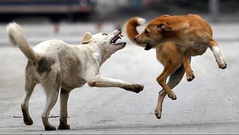 Stray dog menace | ‘भटक्या कुत्र्यांपेक्षा माणसांचा जीव महत्त्वाचा’! हायकोर्ट म्हणाले – प्राणीप्रेमींना परवाने द्या