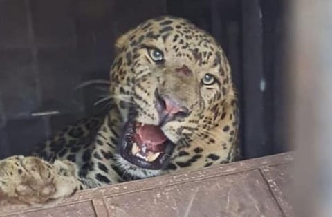 Leopard News : अखेर उंब्रज येथे दुसरा बिबट्याही जेरबंद !