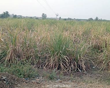 पाण्याअभावी पिके जळू लागली; पोटचार्यांना पाणी सोडण्याची मागणी