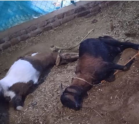 बिबट्याच्या हल्ल्यात ६ शेळ्यांचा मृत्यू : तीन जखमी; १ पळवली