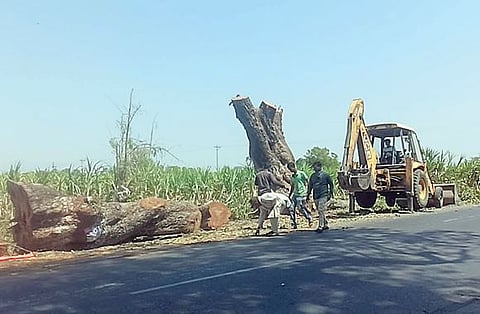 रस्ता रुंदीकरणासाठी झाडांचा बळी; कोर्हाळे ते वडगाव निंबाळकरचा प्रकार