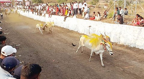 वेताळेच्या सिद्धेश्वर महाराजांची यात्रा उत्साहात : शर्यतीत 175 बैलगाडे धावले