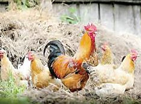 दुष्काळात मांसाहाराचे दर चढेच! ग्रामीण भागातील यात्रा-जत्रांवर परिणाम