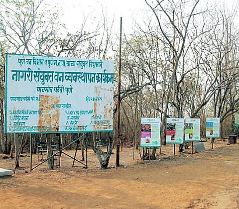 Pune : वनसंरक्षण समिती अद्यापही प्रतीक्षेत : निर्णय कागदावरच