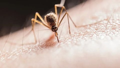 West Nile fever