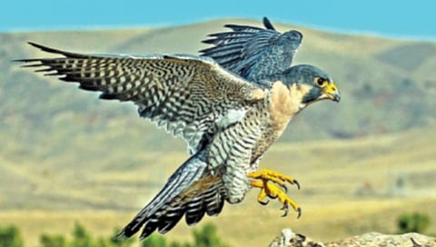 Peregrine Falcon : रॉकेटच्या वेगाने शिकार करणारा पक्षी