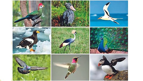 पक्ष्यांचे जीवनमान बदलतेय!
