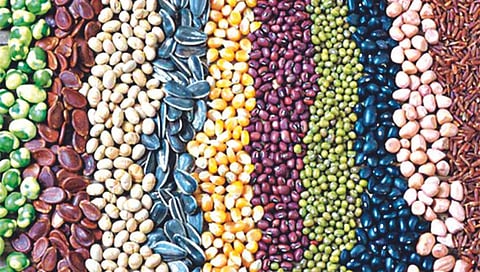 Seed Market Nashik | भाजीपाला, फळे बी निर्यातीतून हजार कोटींचा व्यवसाय