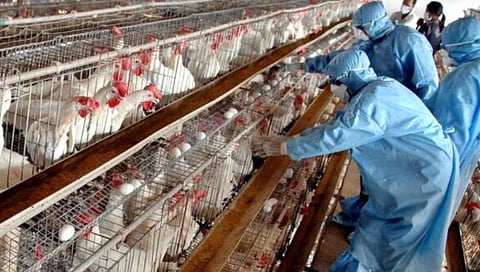 Bird Flu