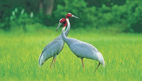 Reduction in the number of Saras Bird