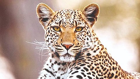 leopards
