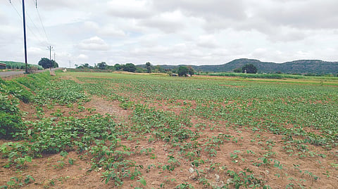 Soybean Crop Damage